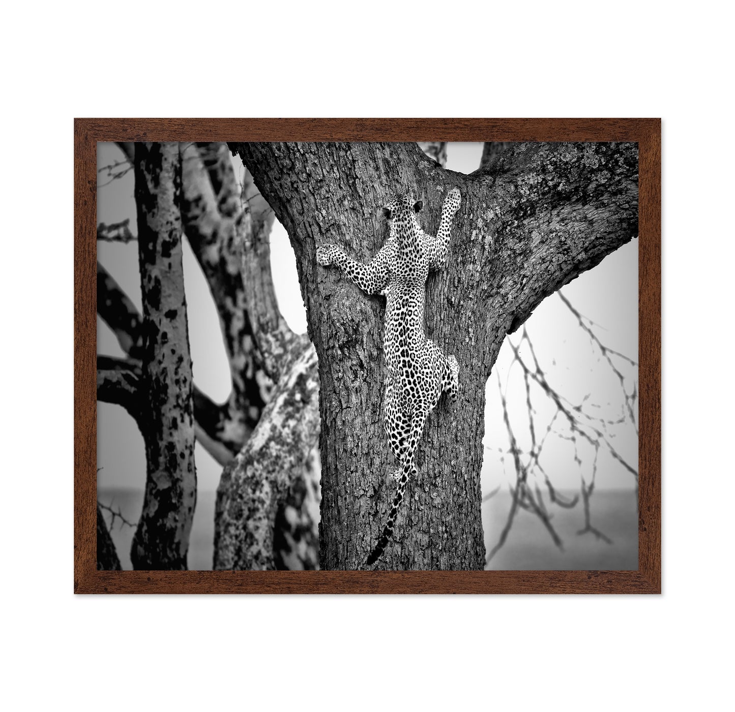 Leopard Tree Climb