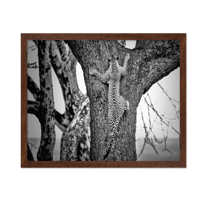 Leopard Tree Climb