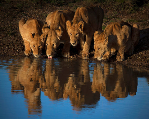 Lions At Waterhole