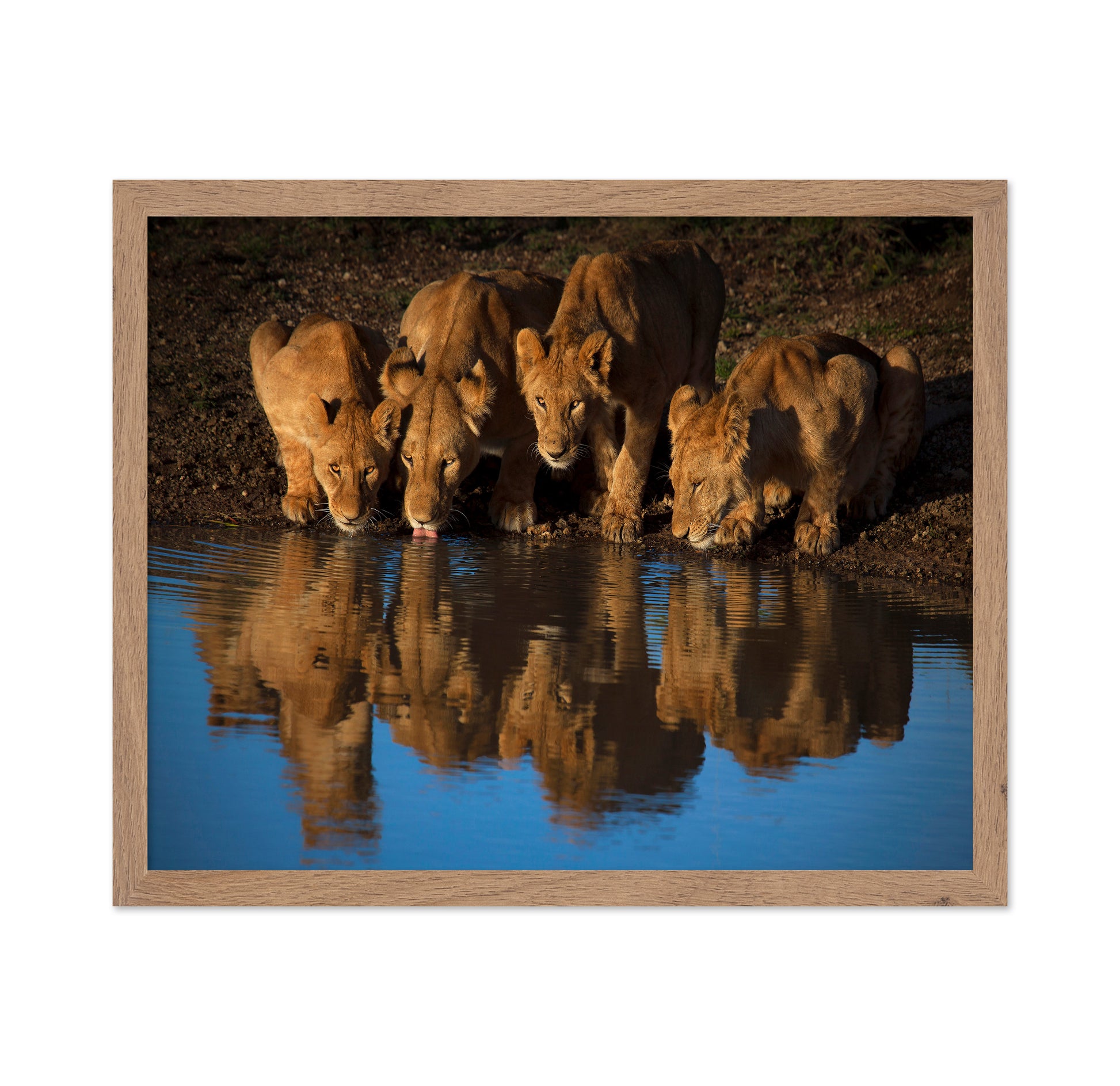 Lions At Waterhole