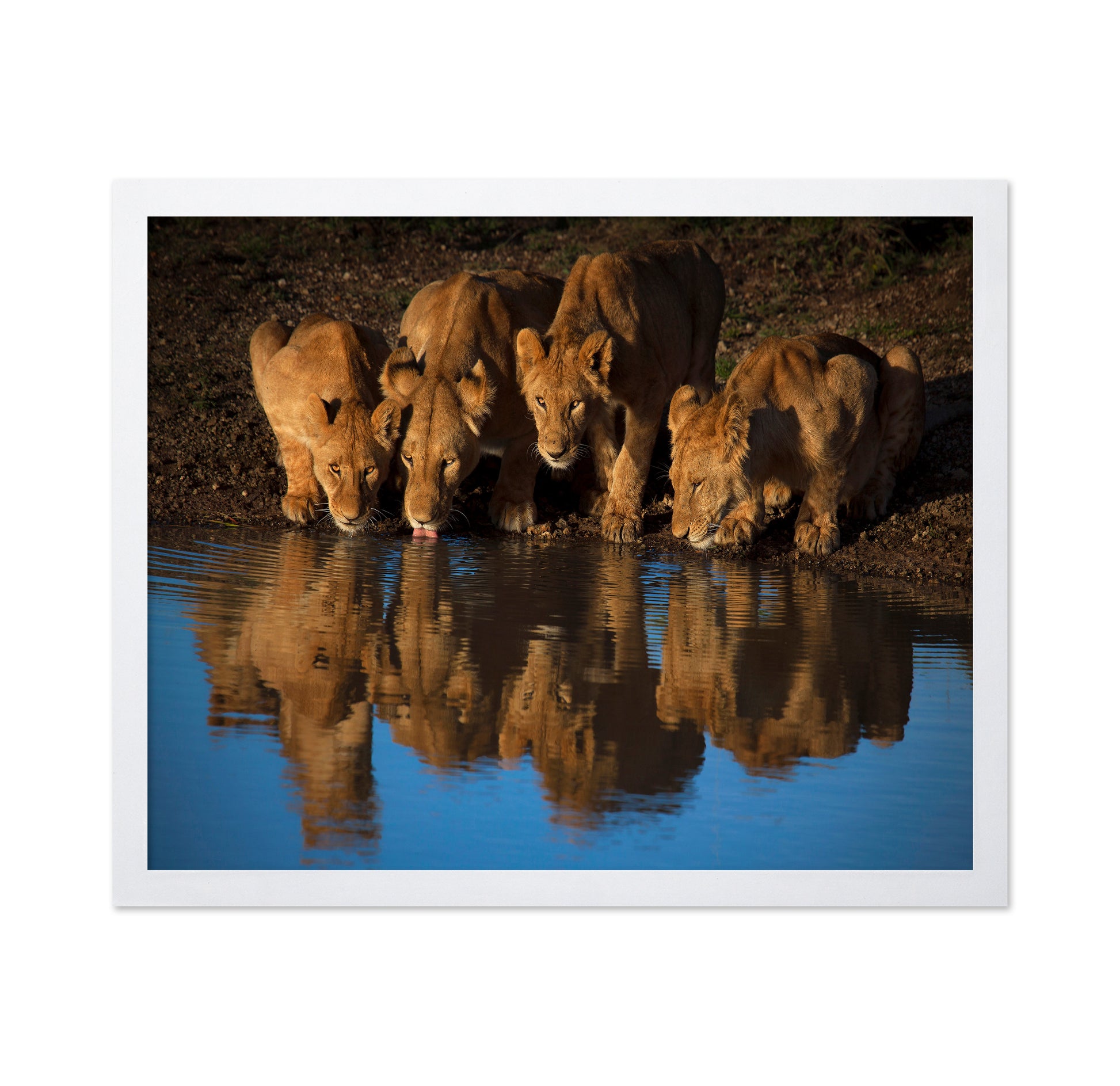 Lions At Waterhole