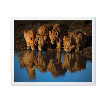 Lions At Waterhole