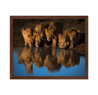 Lions At Waterhole
