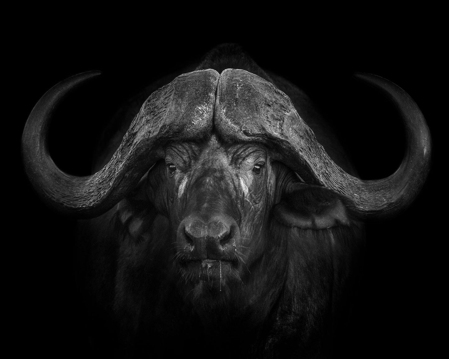 Majestic Buffalo