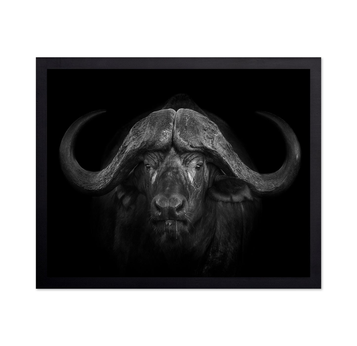 Majestic Buffalo