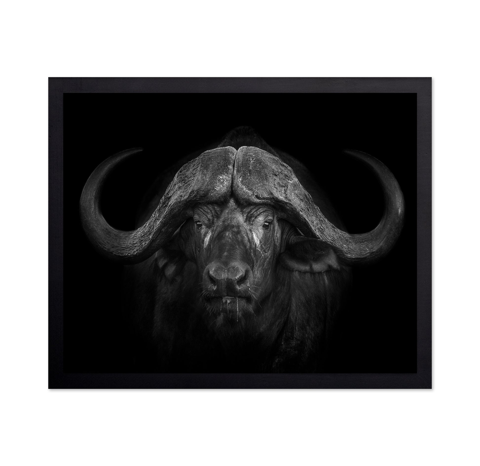 Majestic Buffalo