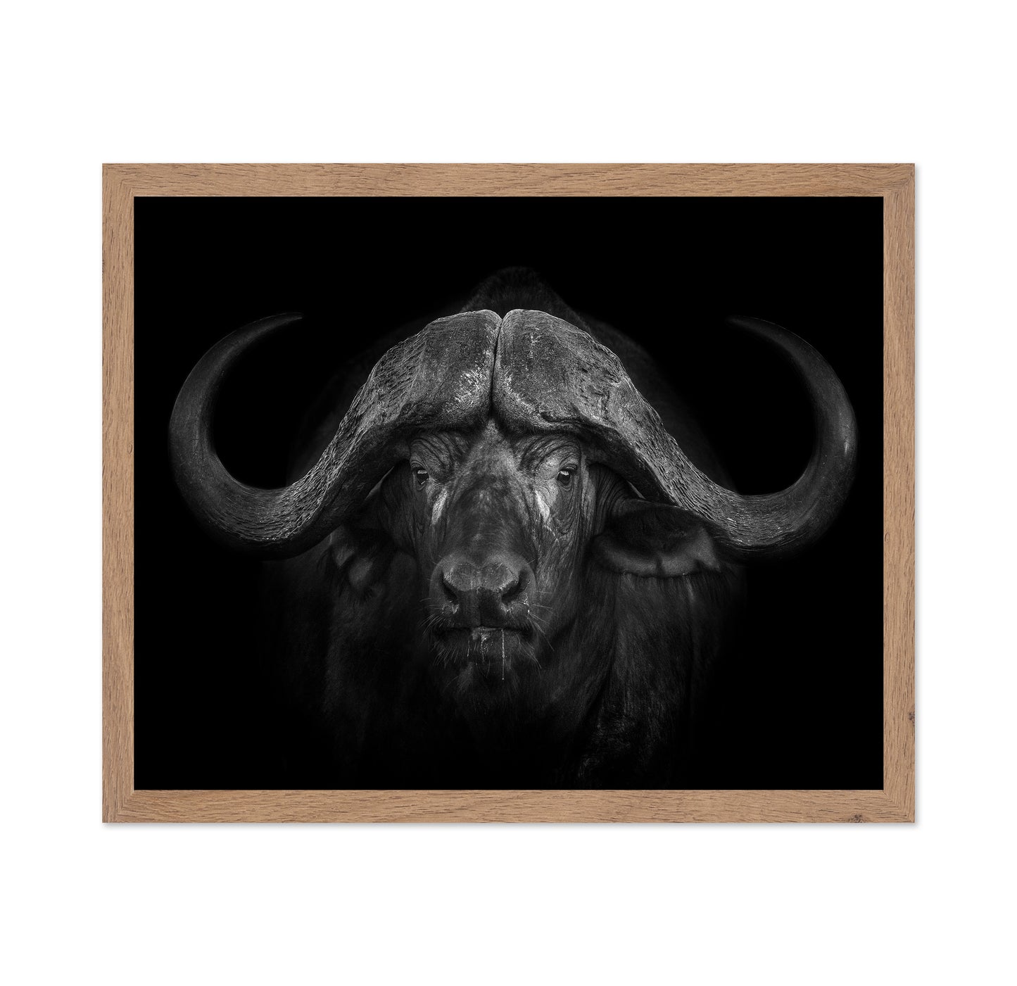 Majestic Buffalo