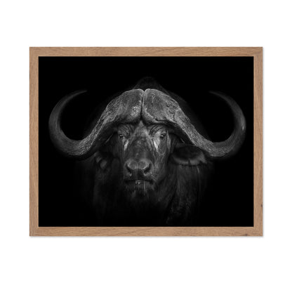 Majestic Buffalo