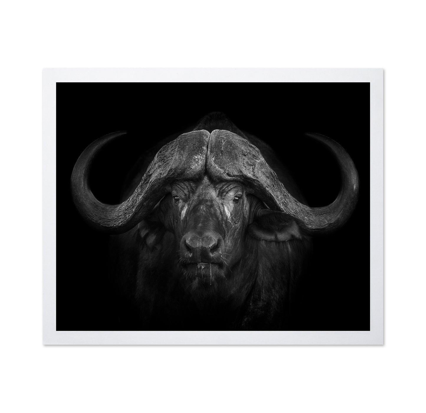 Majestic Buffalo