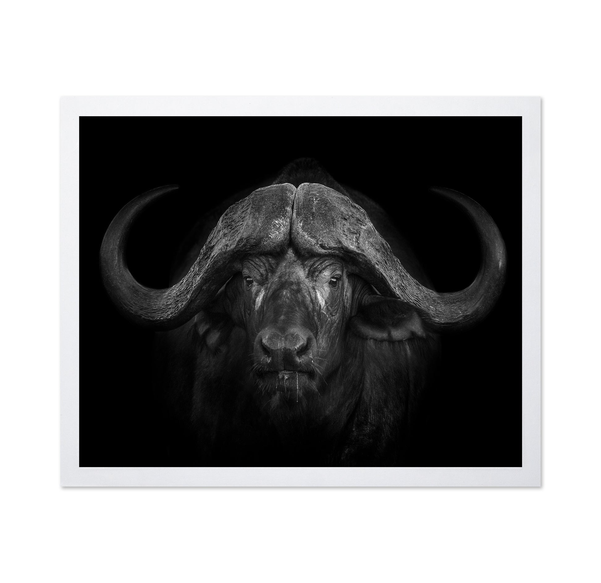 Majestic Buffalo