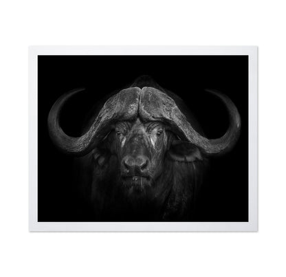 Majestic Buffalo