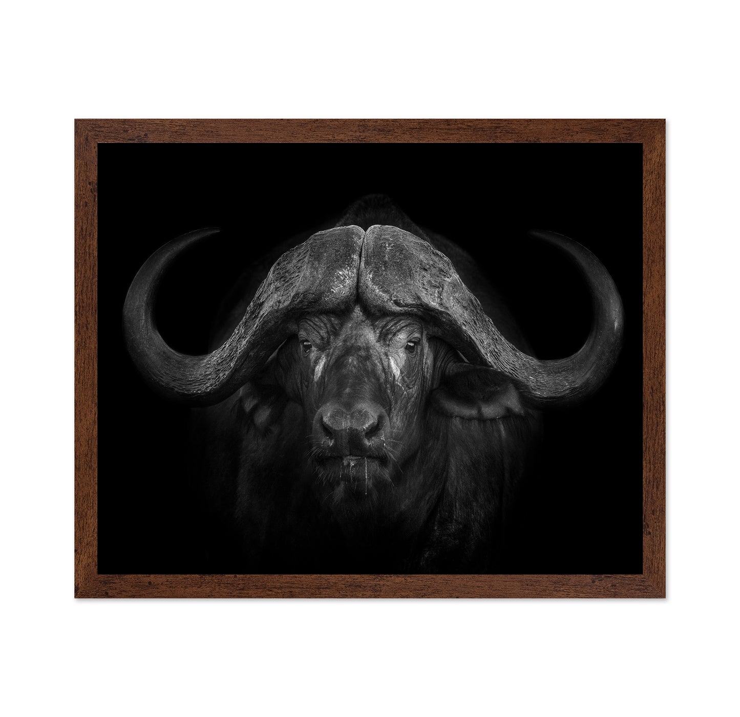 Majestic Buffalo