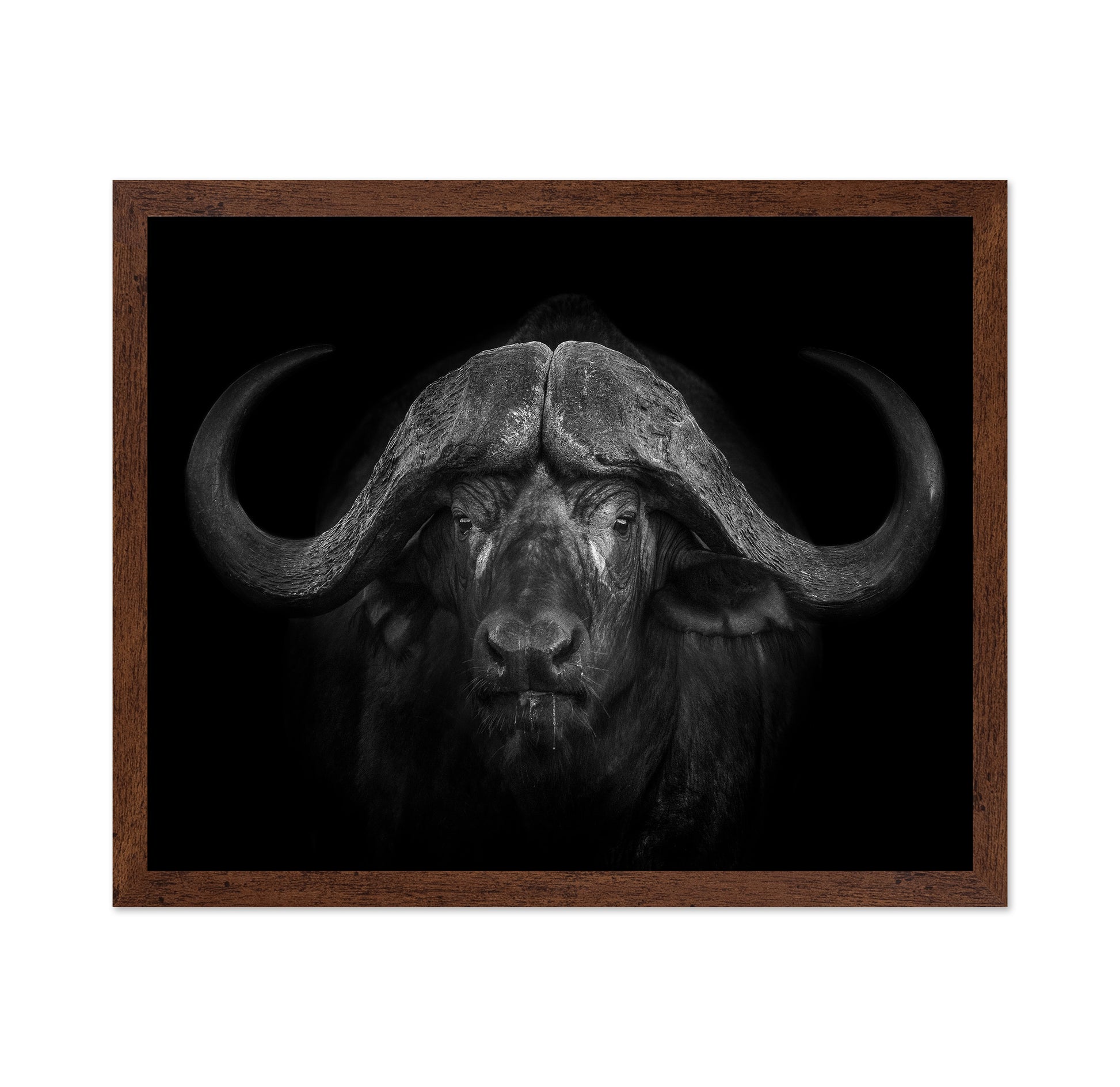 Majestic Buffalo