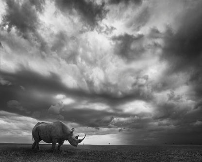Lone Rhino Plains