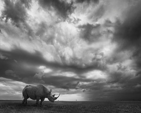Lone Rhino Plains
