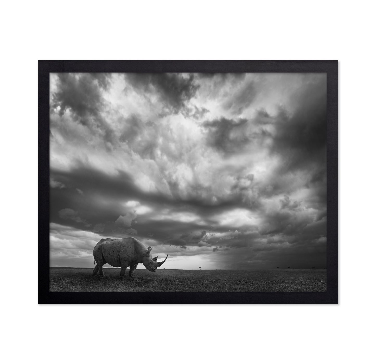 Lone Rhino Plains