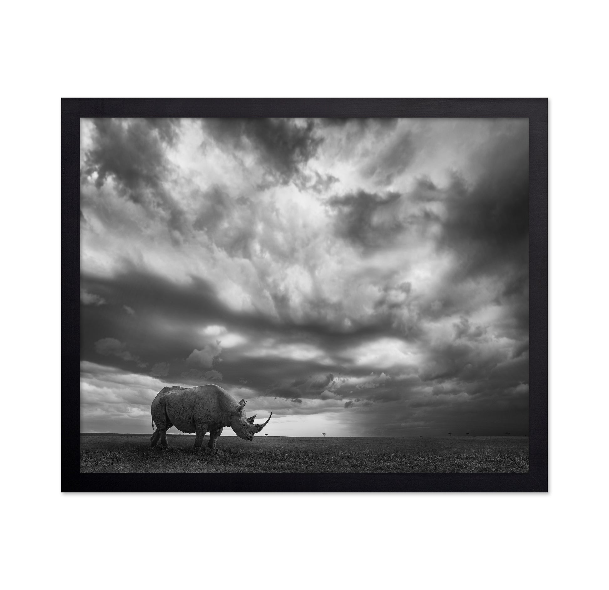 Lone Rhino Plains