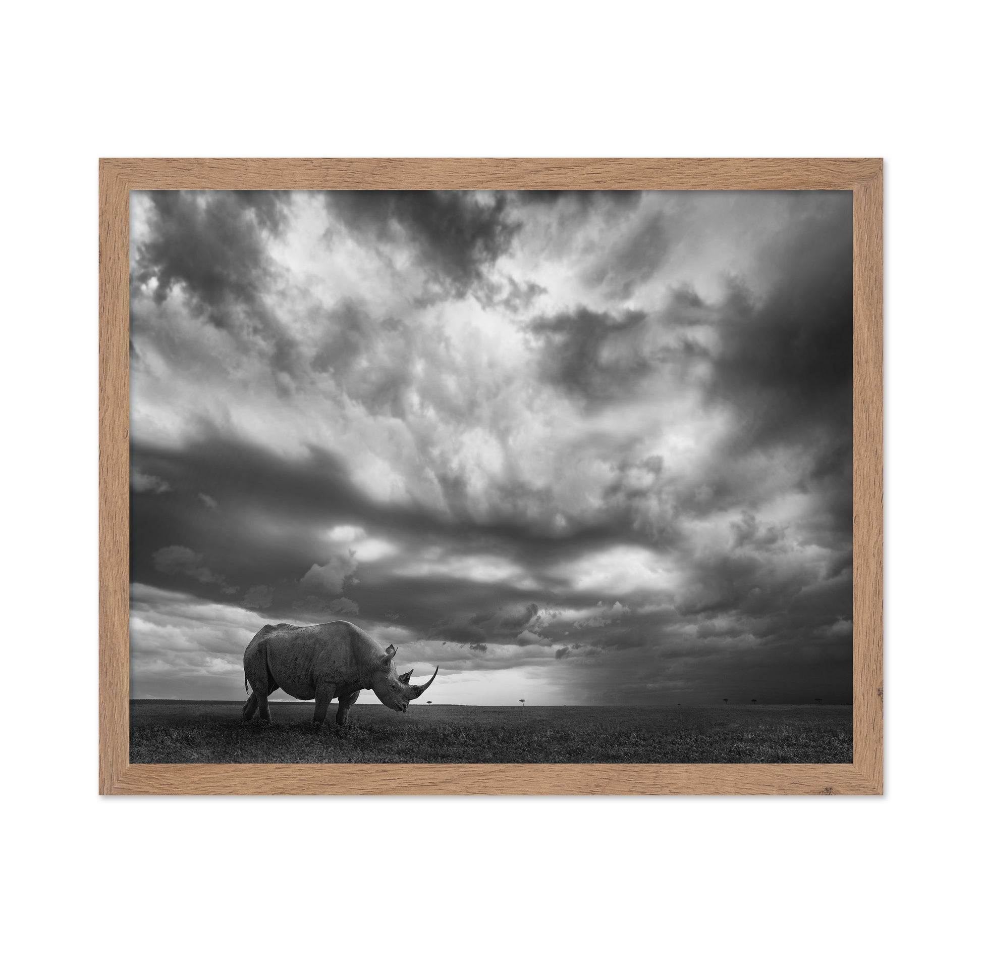 Lone Rhino Plains