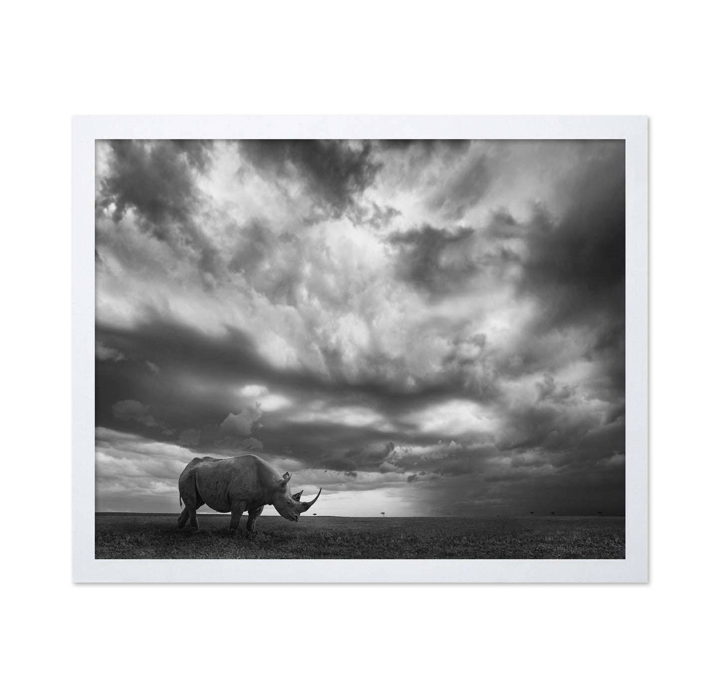 Lone Rhino Plains