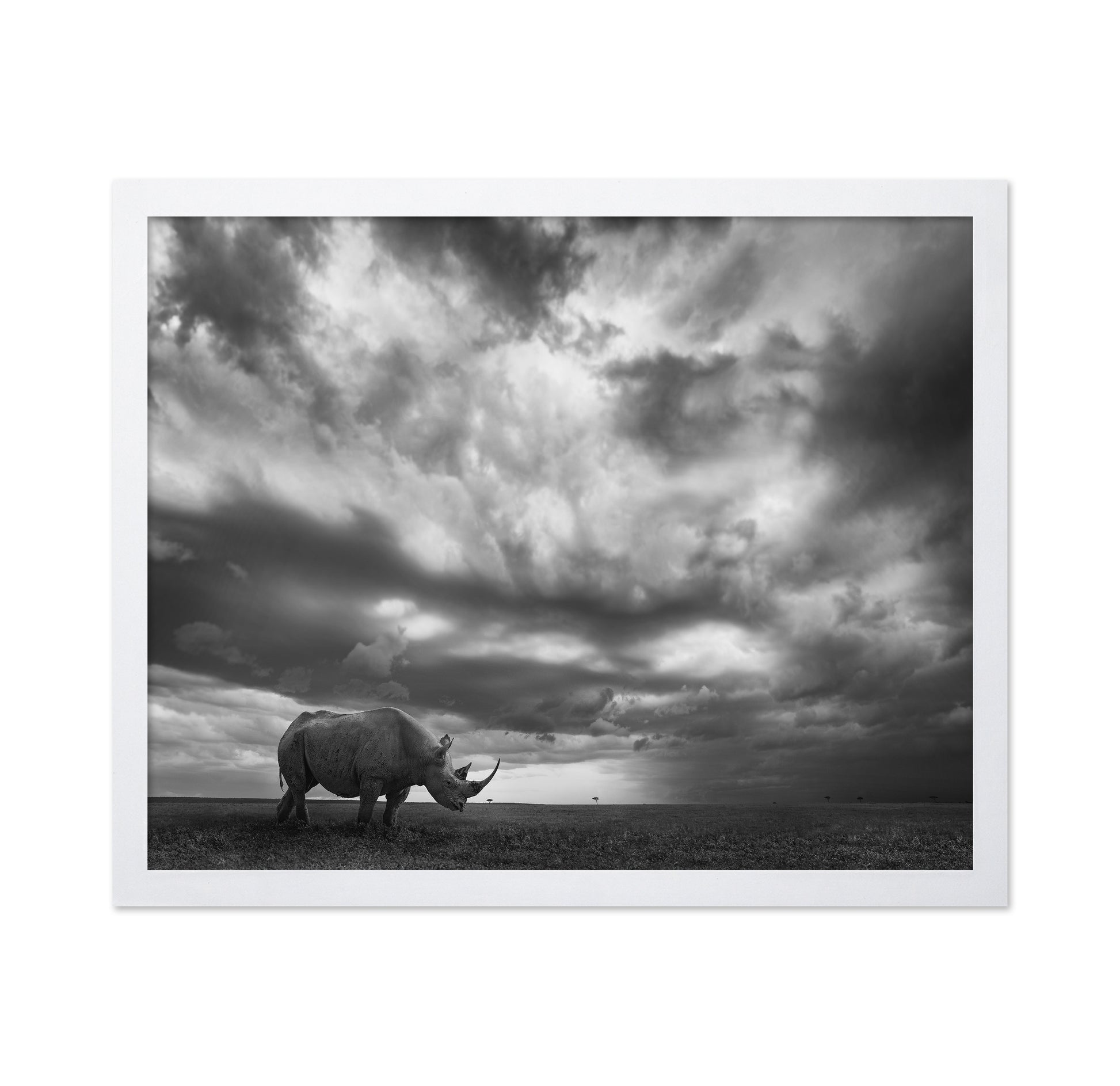 Lone Rhino Plains