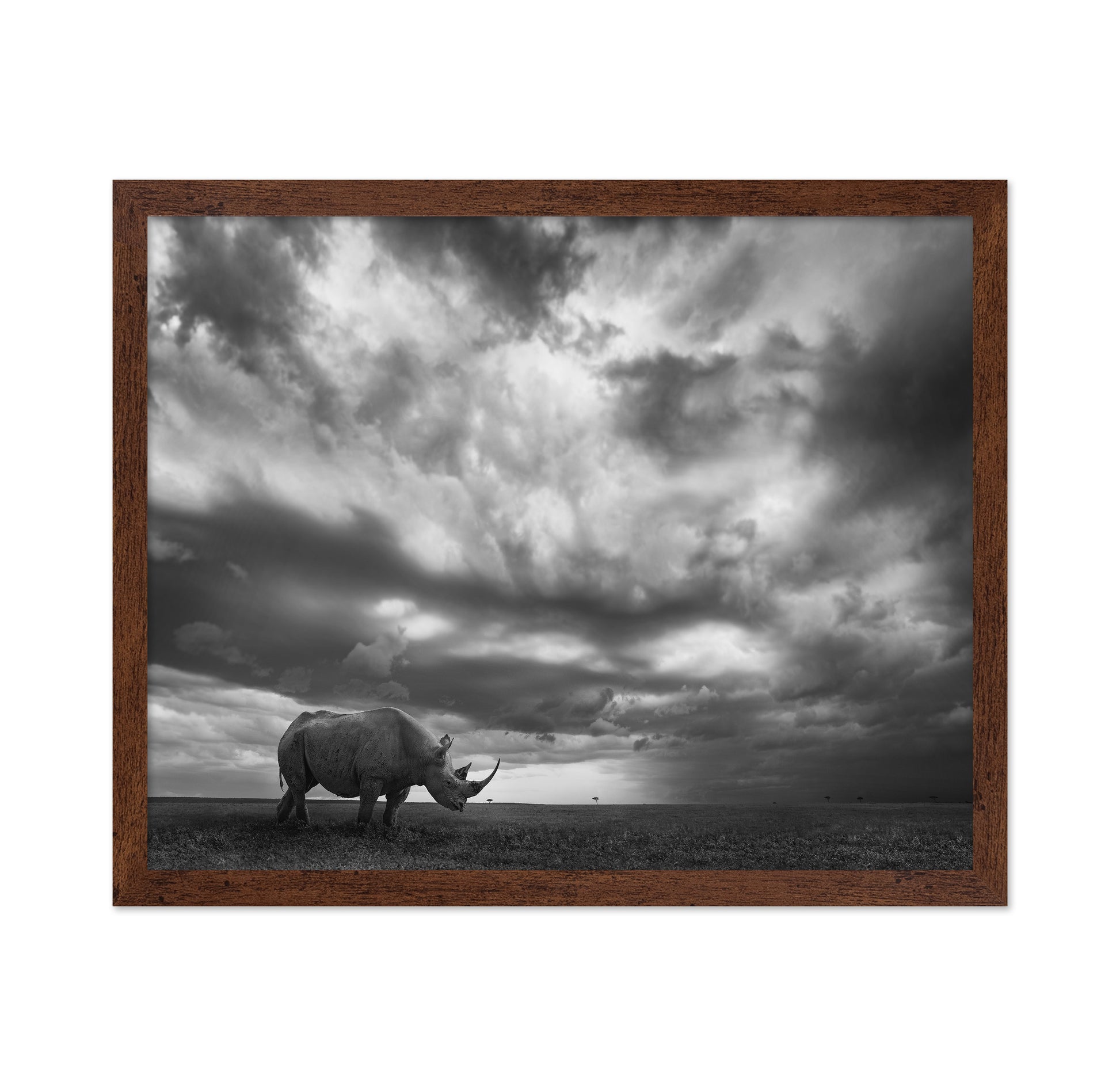 Lone Rhino Plains
