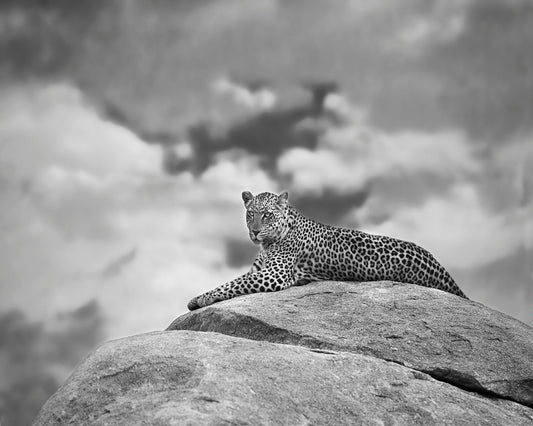 Leopard On Rock