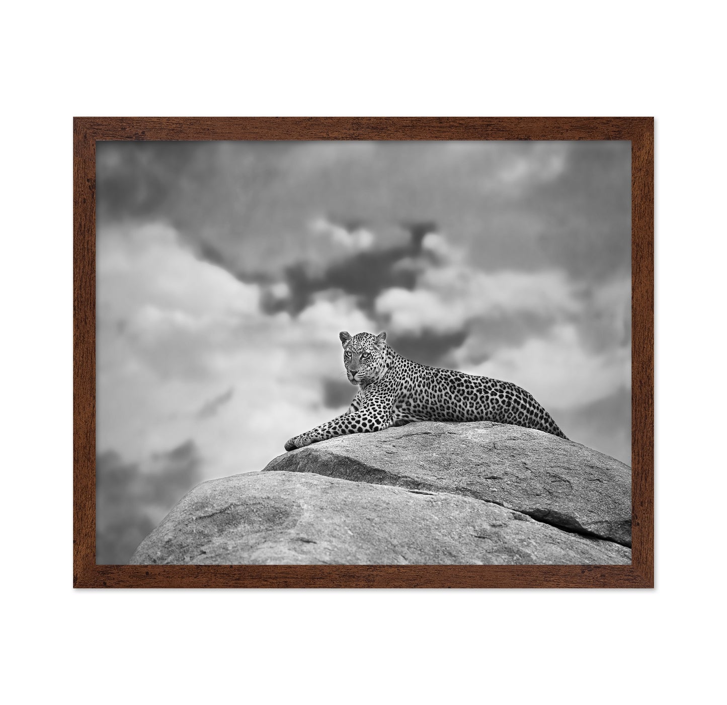 Leopard On Rock