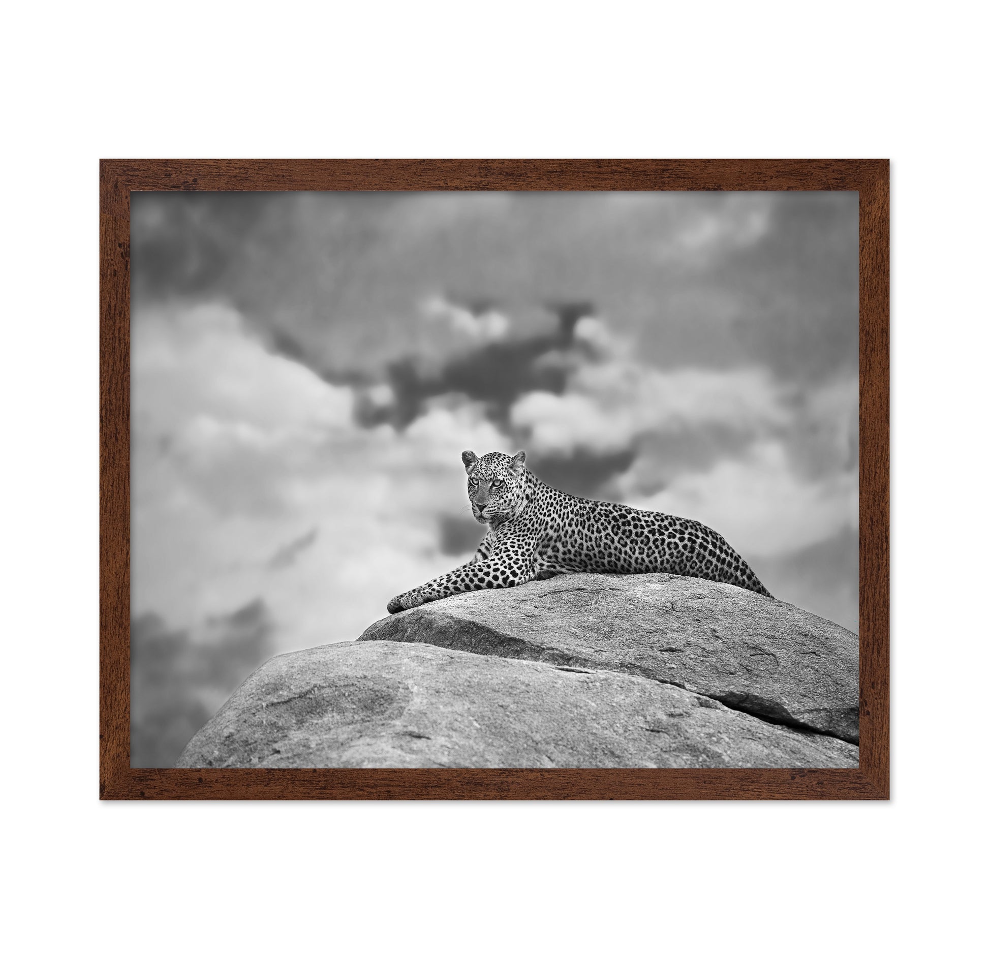 Leopard On Rock