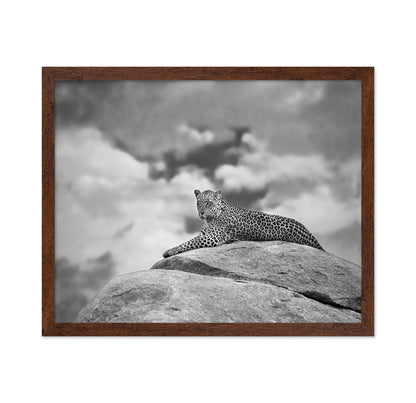Leopard On Rock