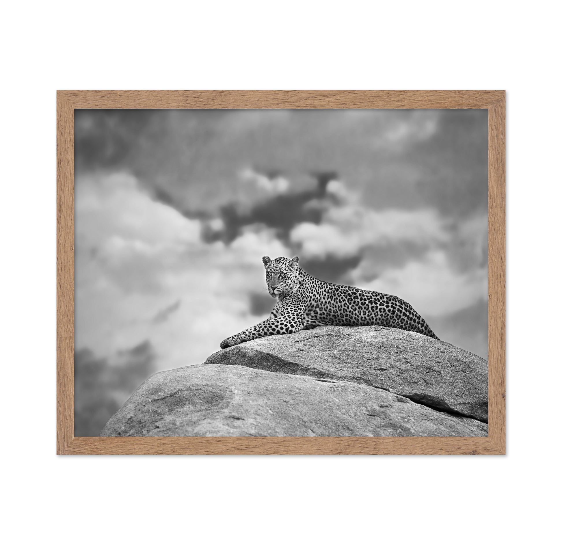 Leopard On Rock