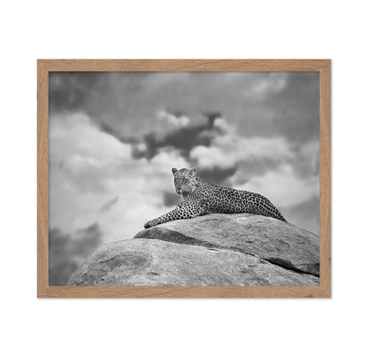 Leopard On Rock