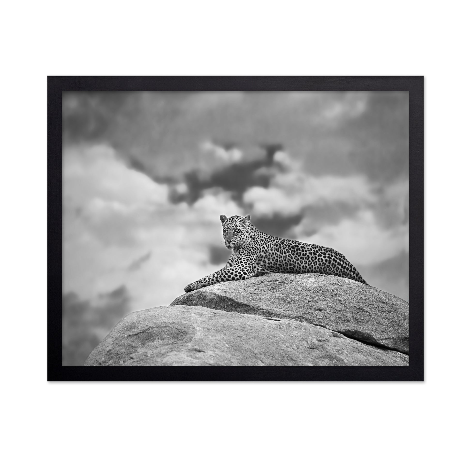 Leopard On Rock