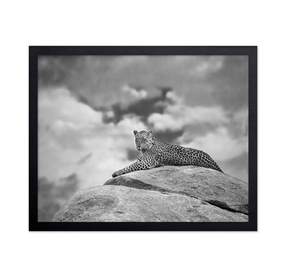 Leopard On Rock