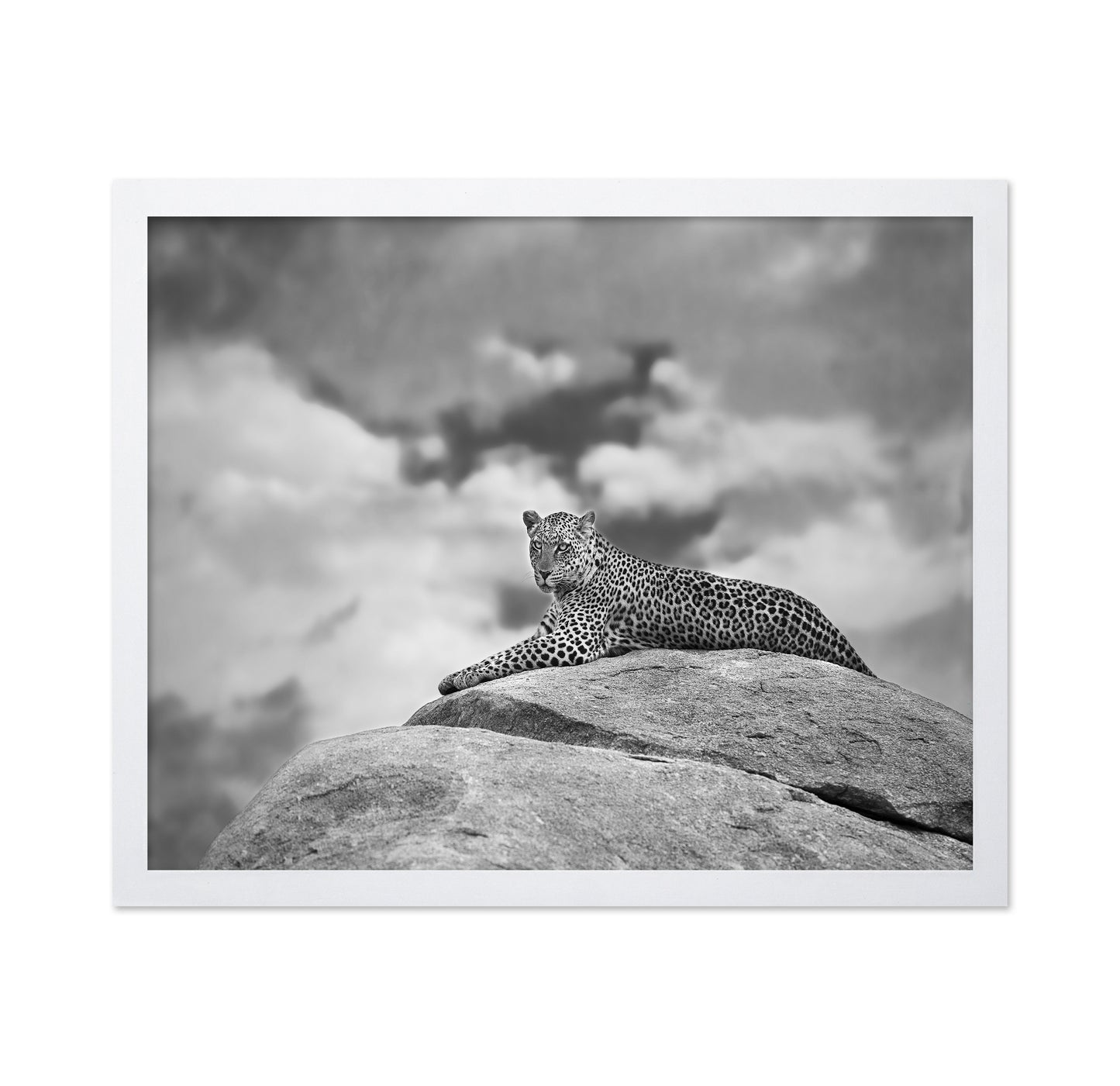 Leopard On Rock