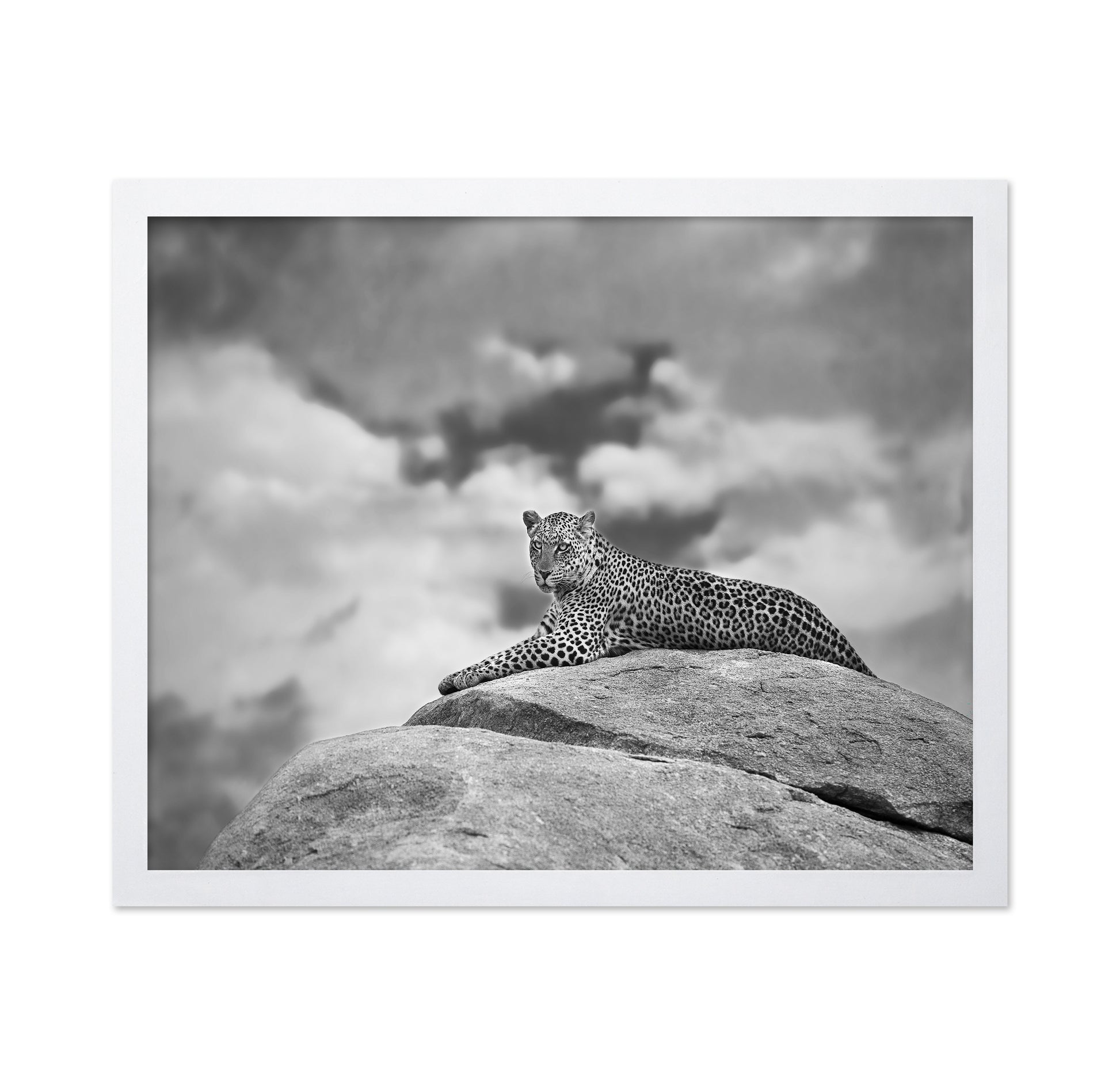 Leopard On Rock