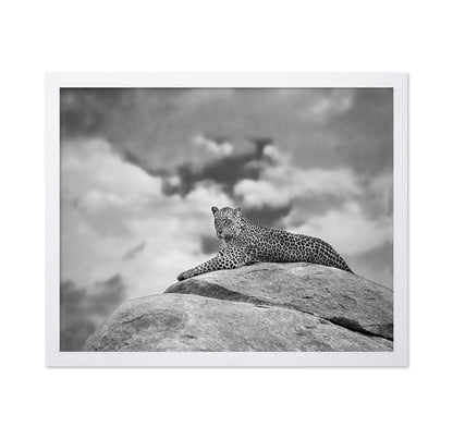 Leopard On Rock