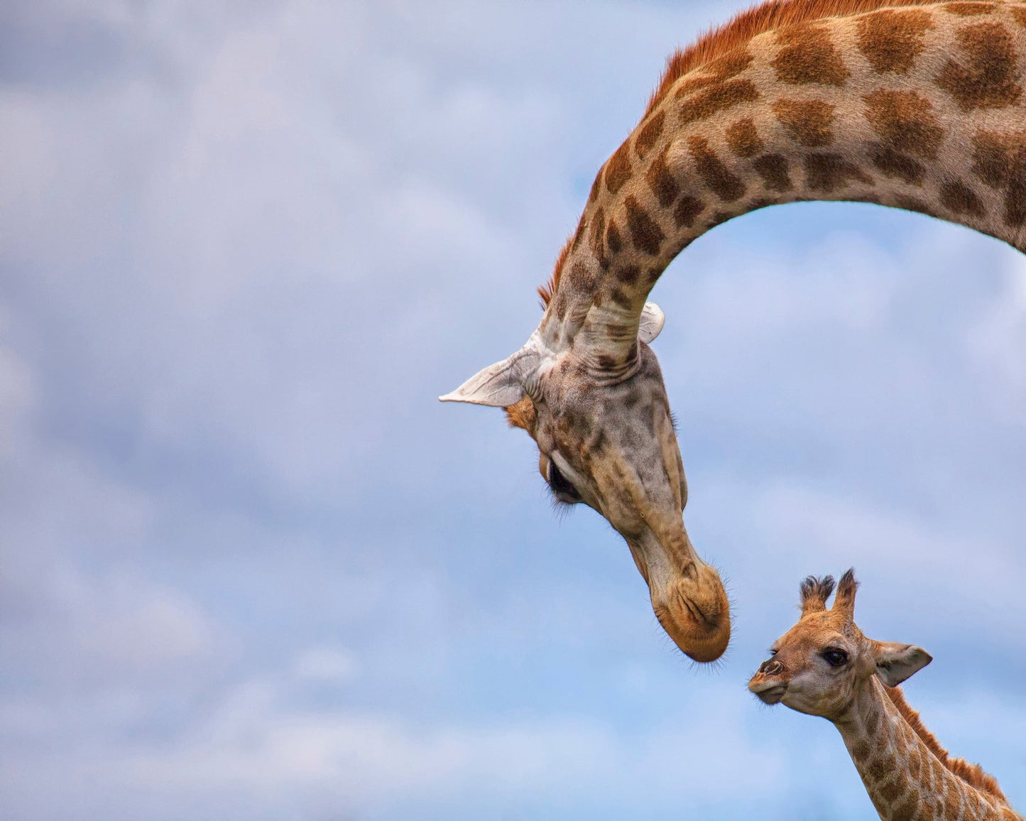 Giraffe And Calf