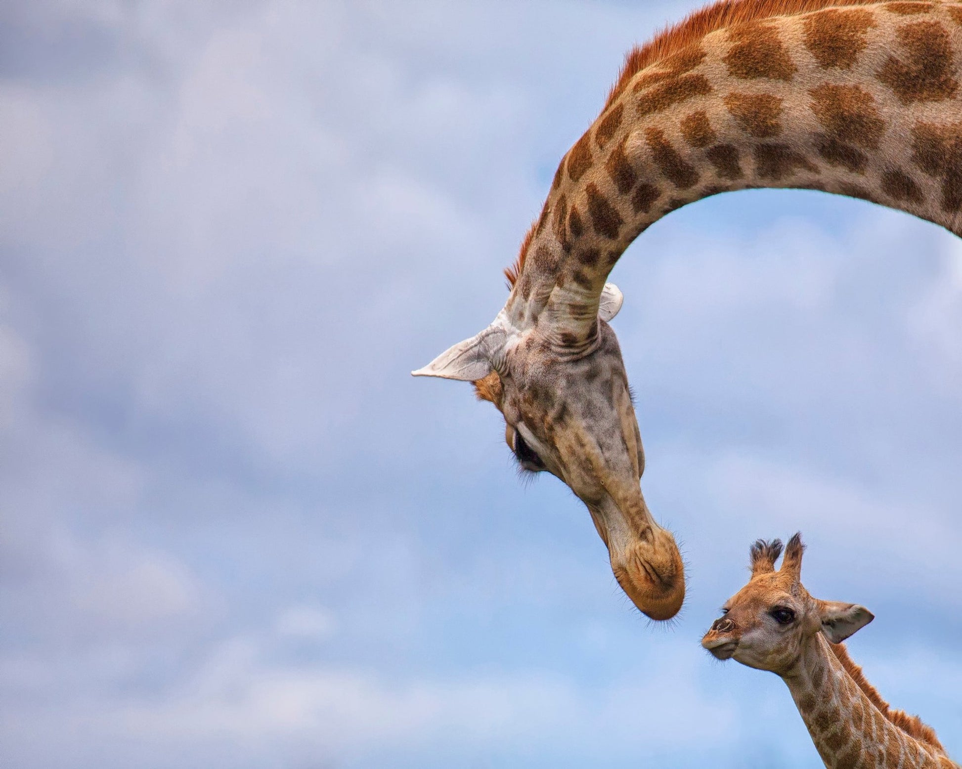 Giraffe And Calf