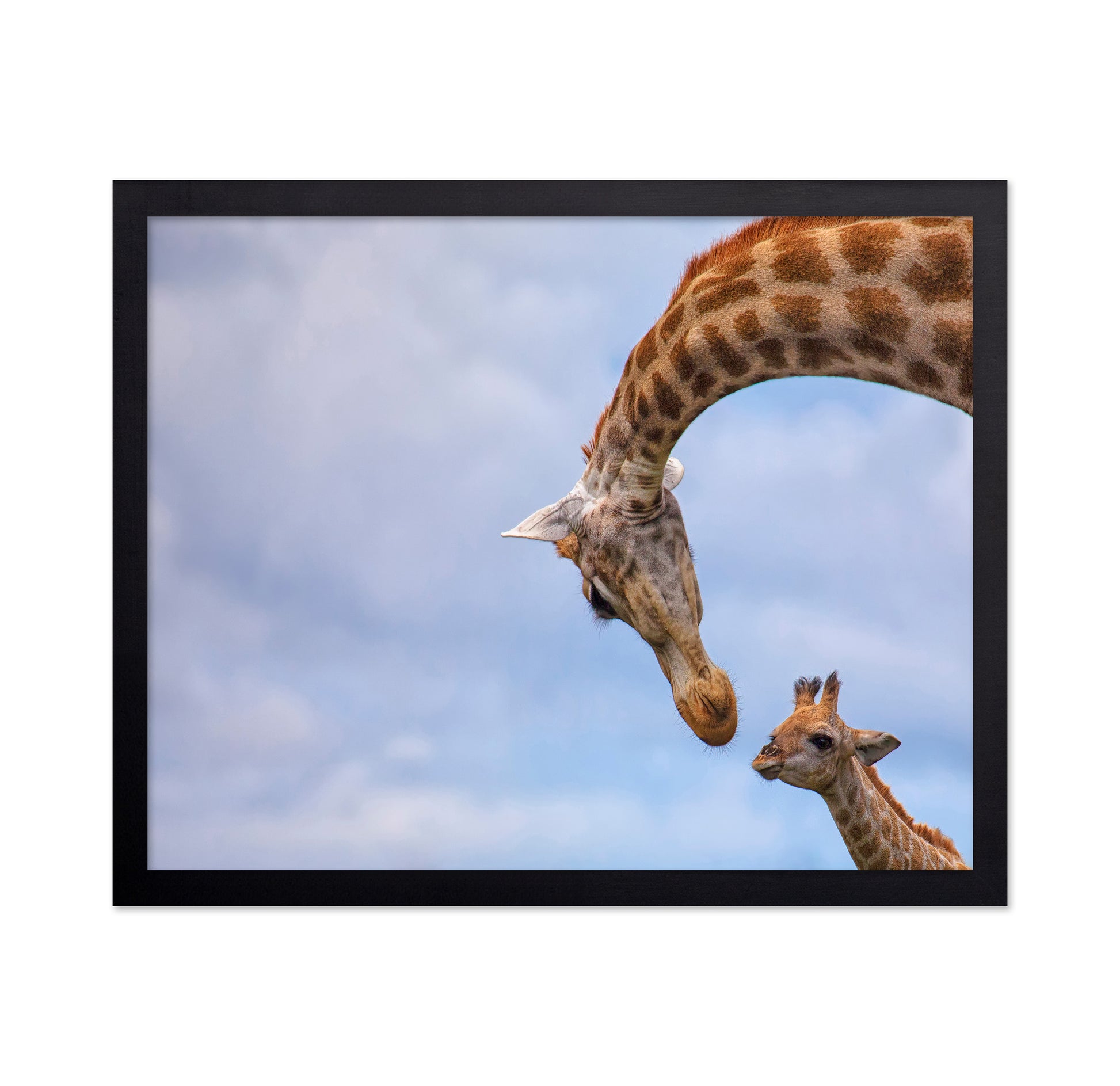 Giraffe And Calf