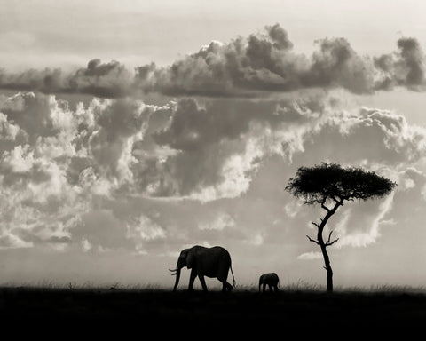 Elephant Silhouette