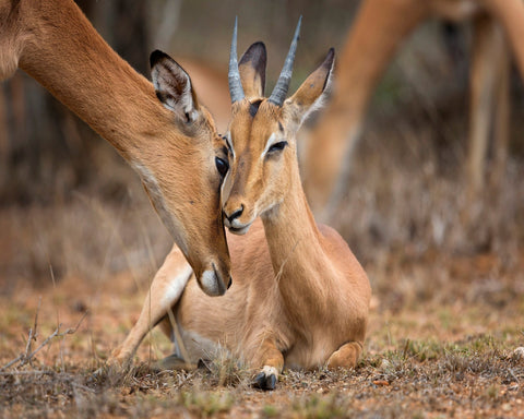 Impala Mother And Calf