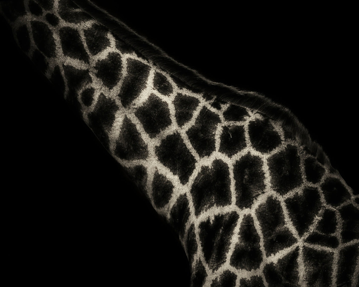 Giraffe Pattern