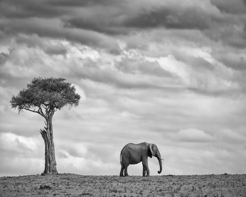 Lone Elephant Plains
