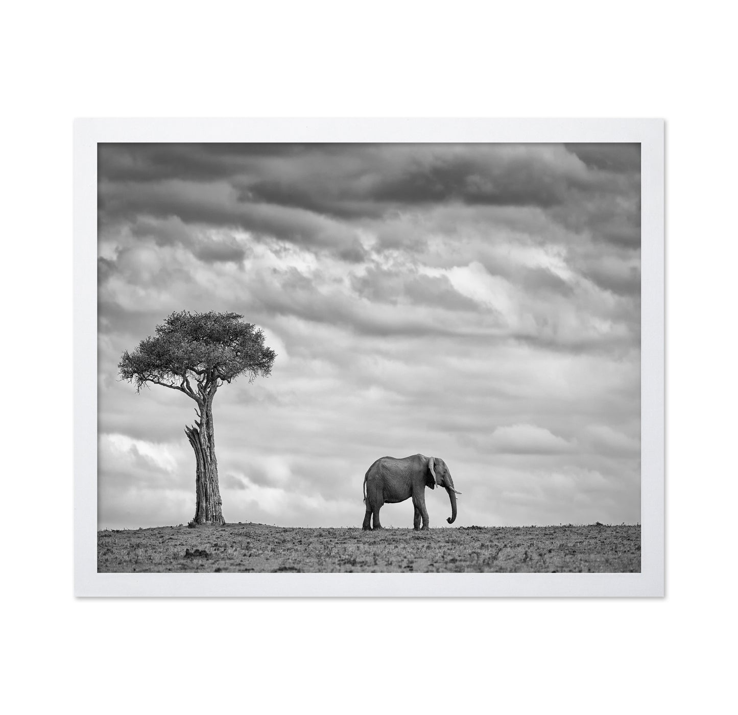 Lone Elephant Plains
