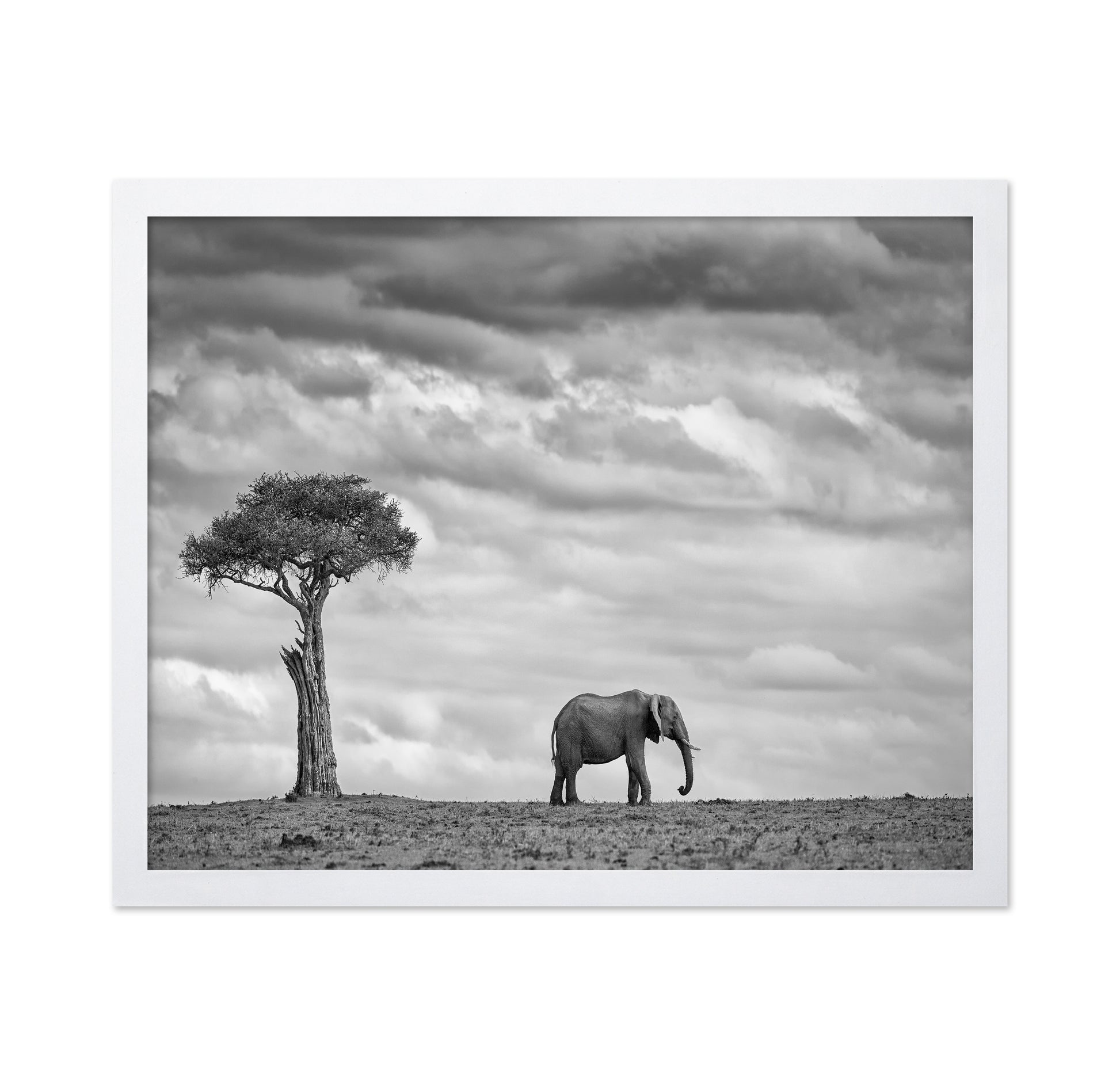 Lone Elephant Plains