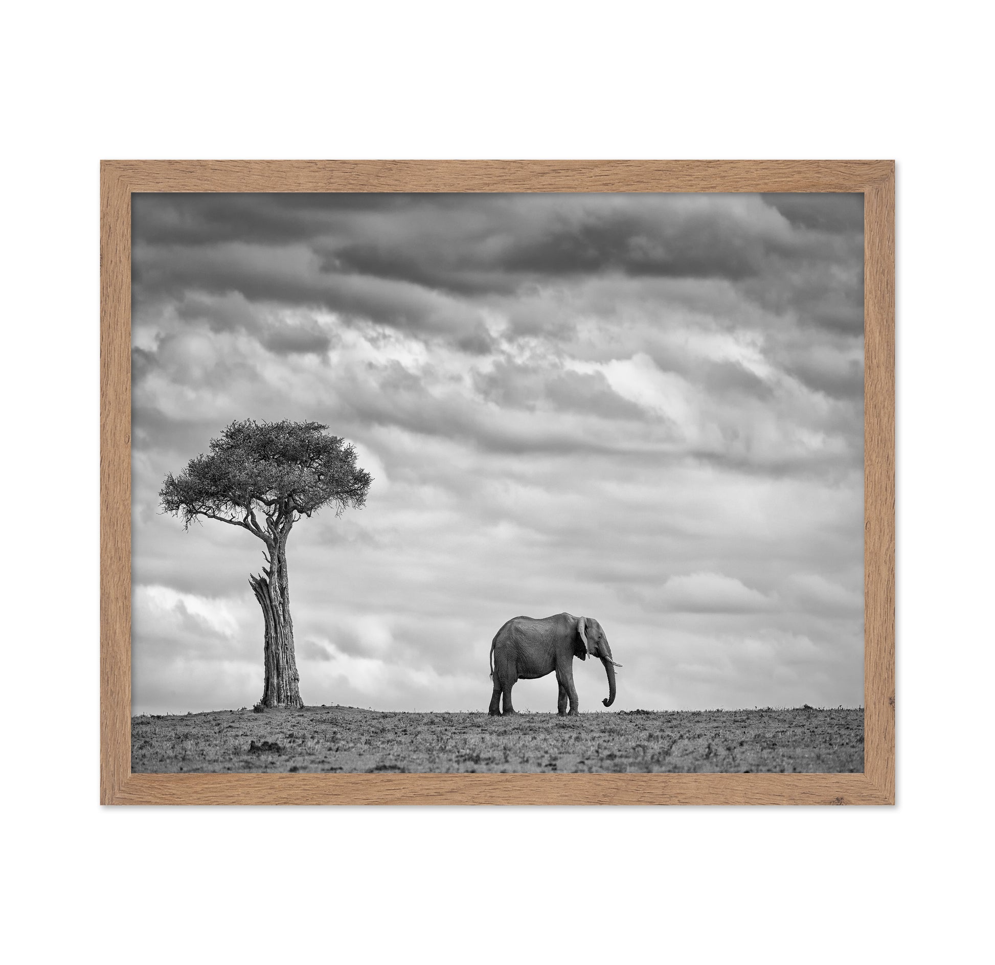 Lone Elephant Plains
