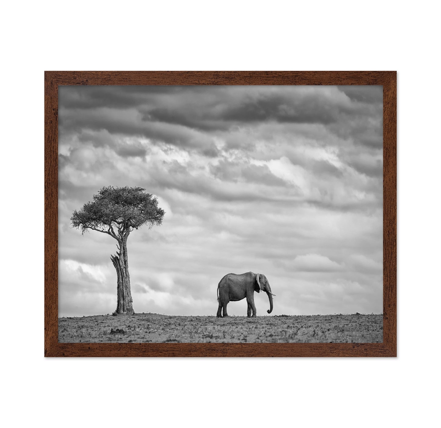 Lone Elephant Plains