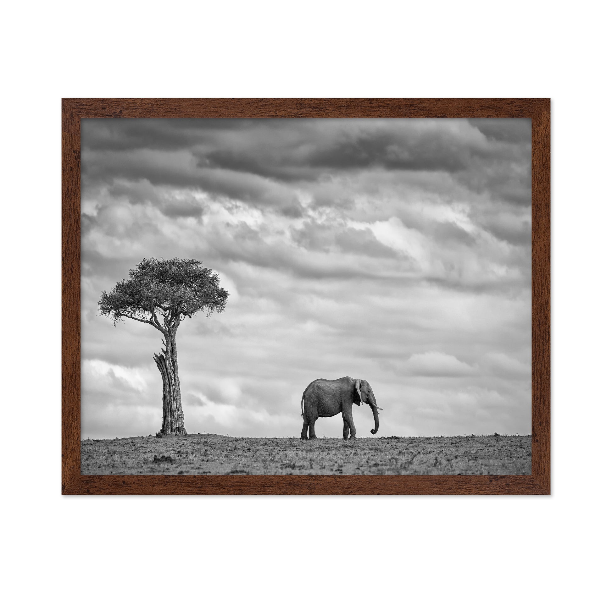 Lone Elephant Plains