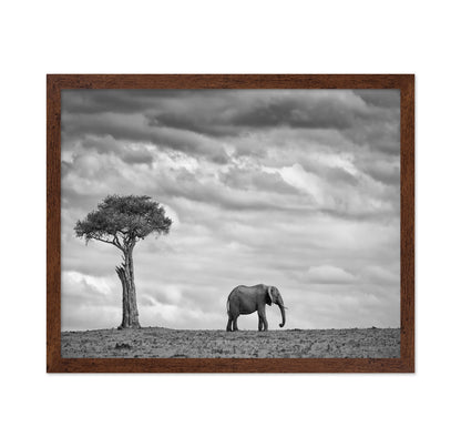 Lone Elephant Plains