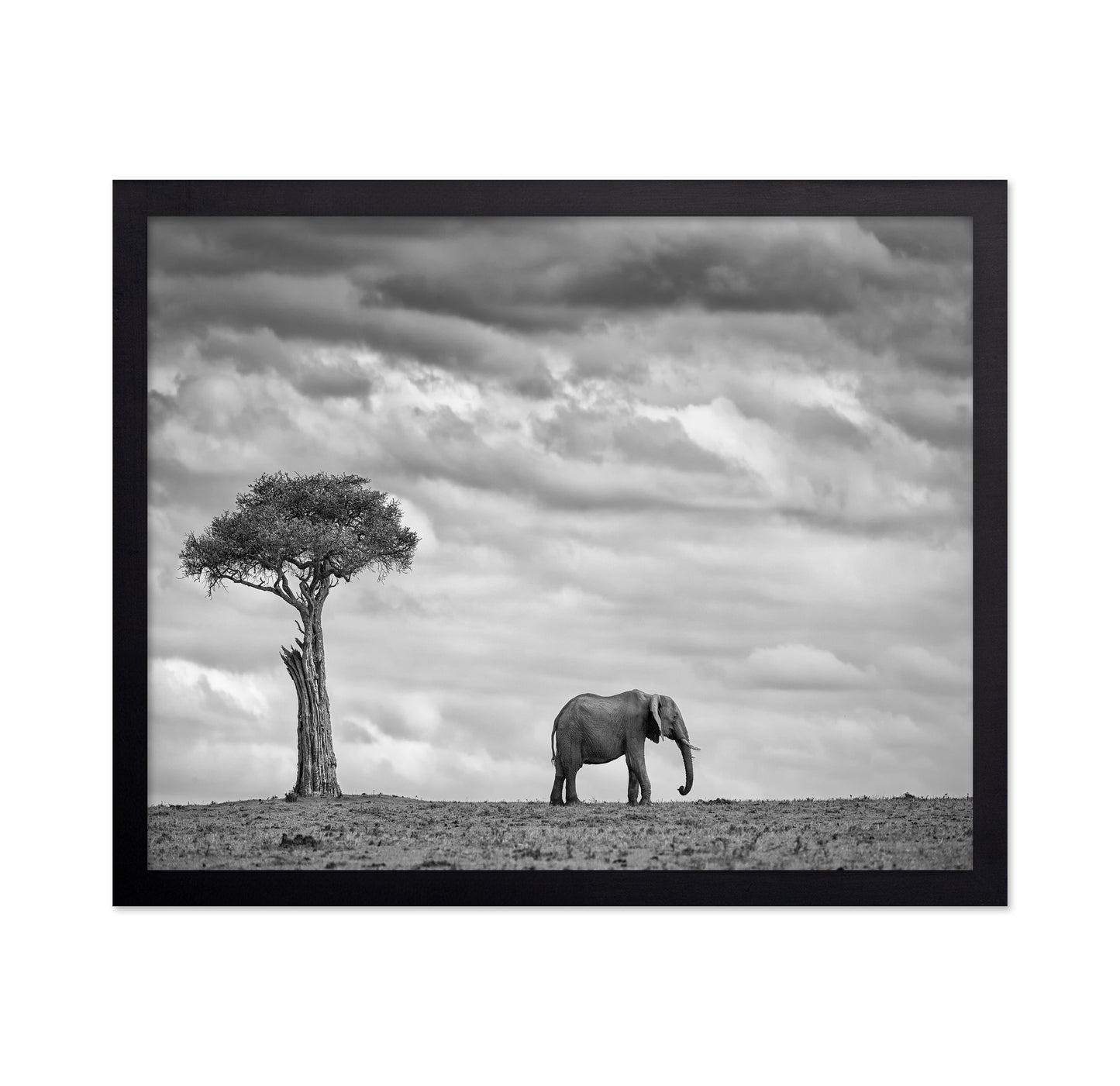 Lone Elephant Plains